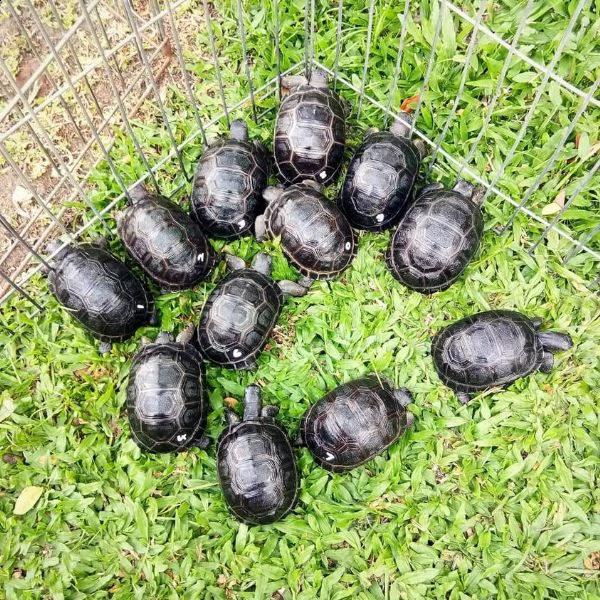 aldabra bambini disponibili