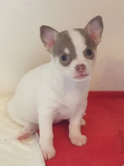cucciolo di chihuahua