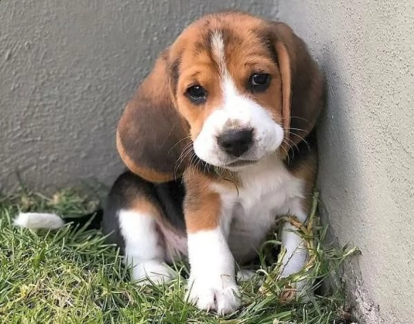 regalo beagle maschio e femmina
