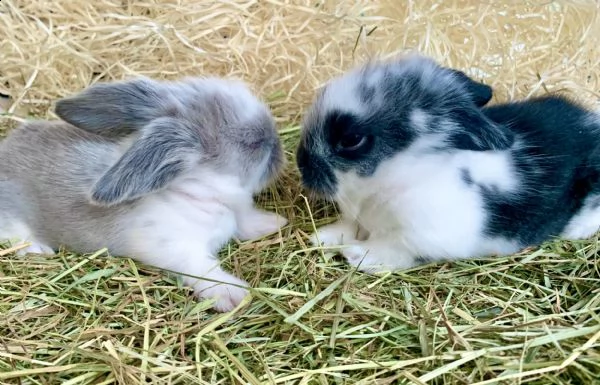 cuccioli coniglio nano ariete