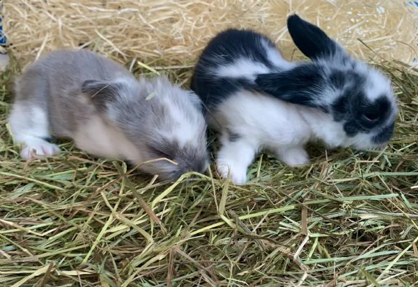 cuccioli coniglio nano ariete | Foto 1