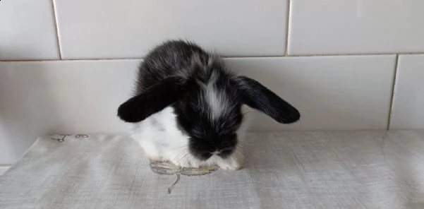 cuccioli coniglio nano ariete | Foto 0