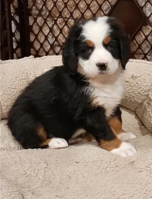 sani bovaro del bernese italiano