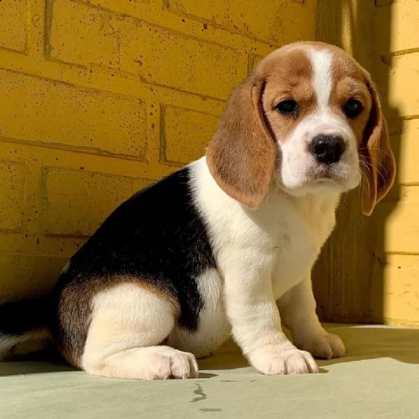 bellissimi cuccioli di beagle in adozione