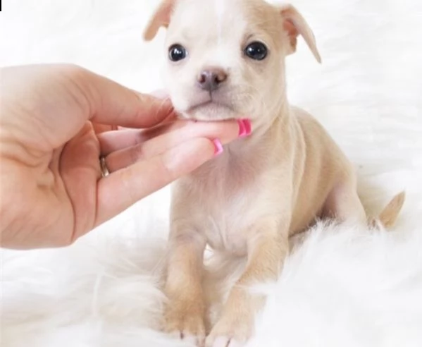   regalo chihuahua cuccioli meravigliosi  