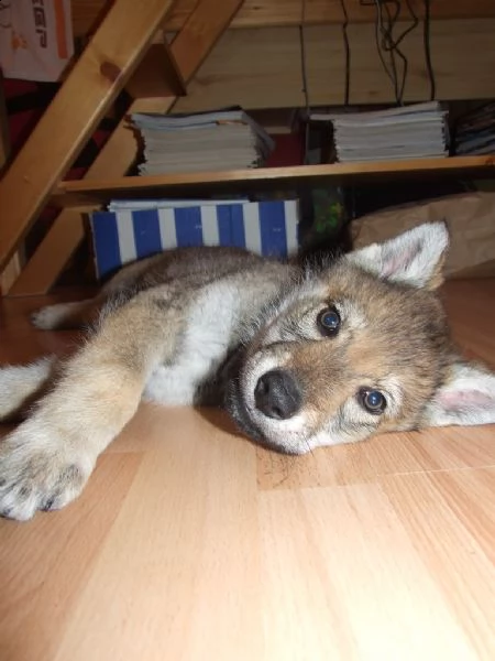 disponibili cuccioli di cane lupo cecoslovacco | Foto 2