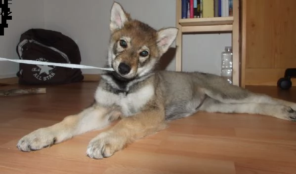 disponibili cuccioli di cane lupo cecoslovacco | Foto 1
