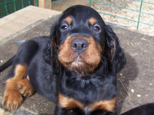 vendita cucciolo cuccioli di setter gordon