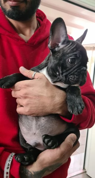 cucciolo di bulldog francese riconosciuto enci | Foto 1