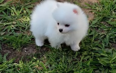 regalo  volpino pomerania mini toy