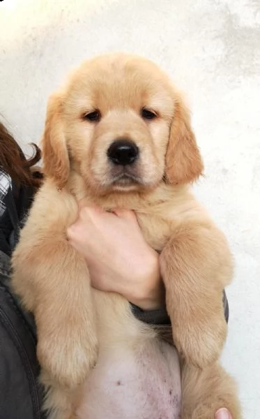 golden retriever con pedigree 