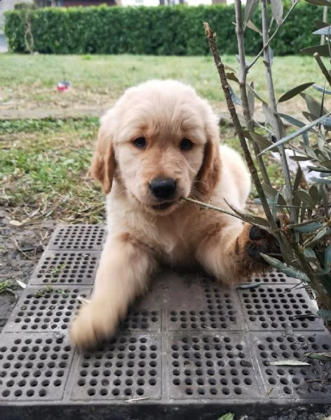 golden retriever con pedigree  | Foto 6