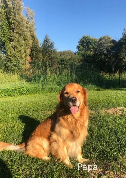 golden retriever con pedigree  | Foto 5
