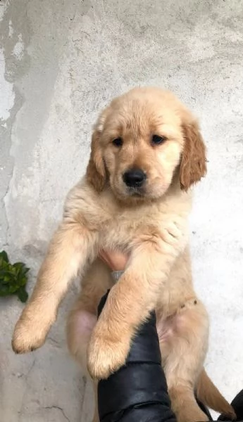 golden retriever con pedigree  | Foto 4