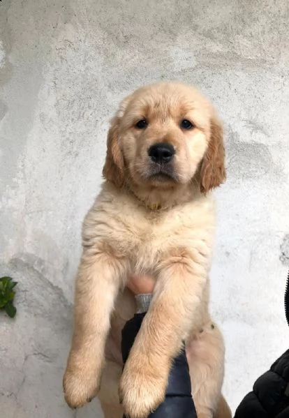 golden retriever con pedigree  | Foto 3