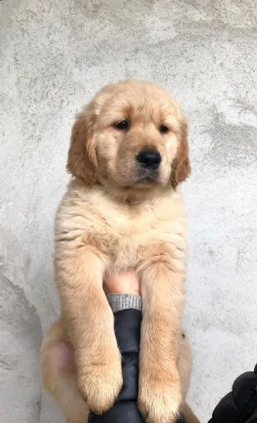 golden retriever con pedigree  | Foto 2