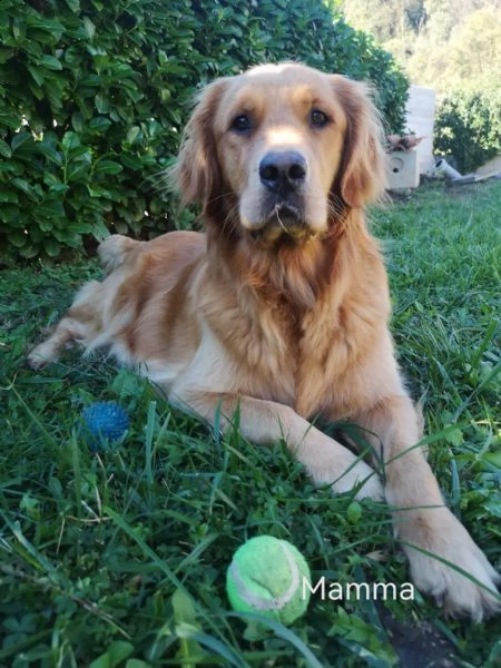 golden retriever con pedigree  | Foto 1