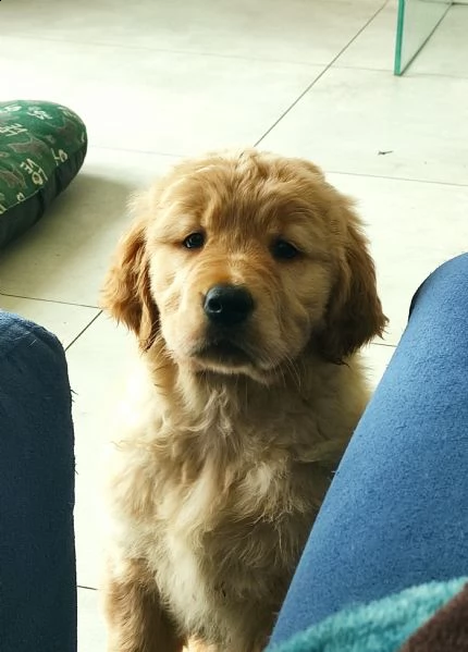 golden retriever con pedigree  | Foto 0