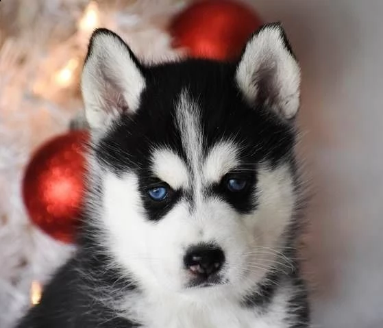 cucciolo di siberian husky