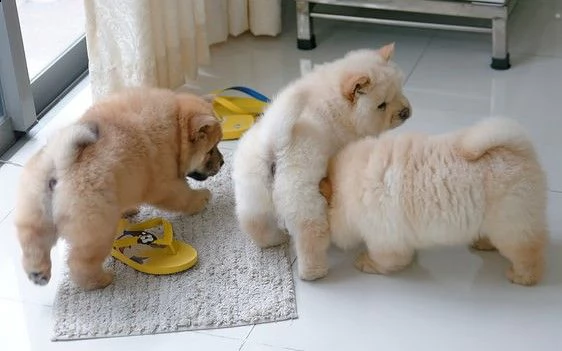 chow chow cuccioli