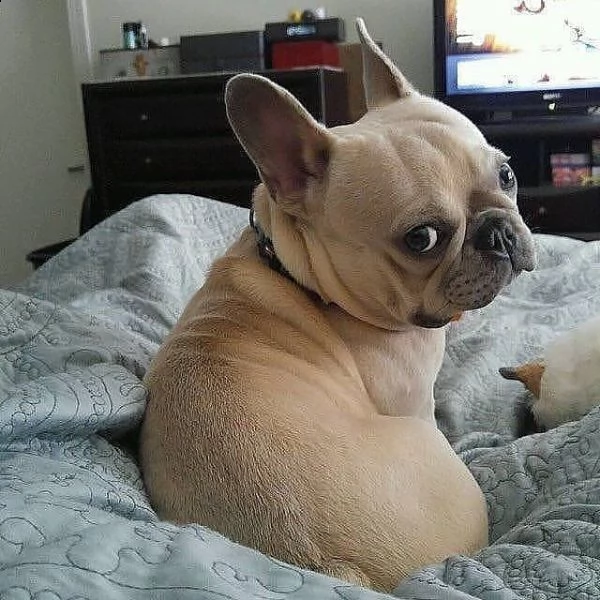 cucciolo bulldog francese in adozione gratuita