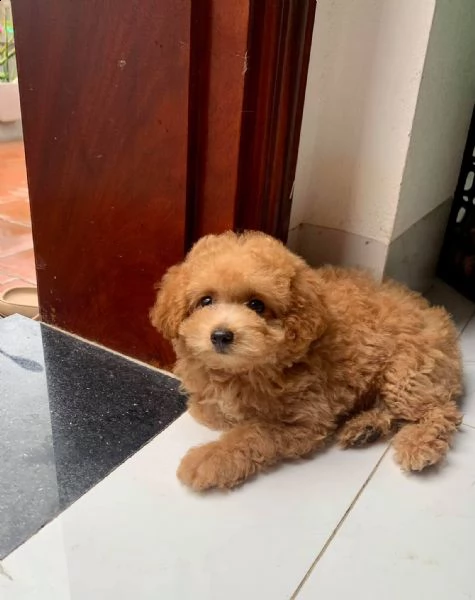 cuccioli di barboncini toy | Foto 0
