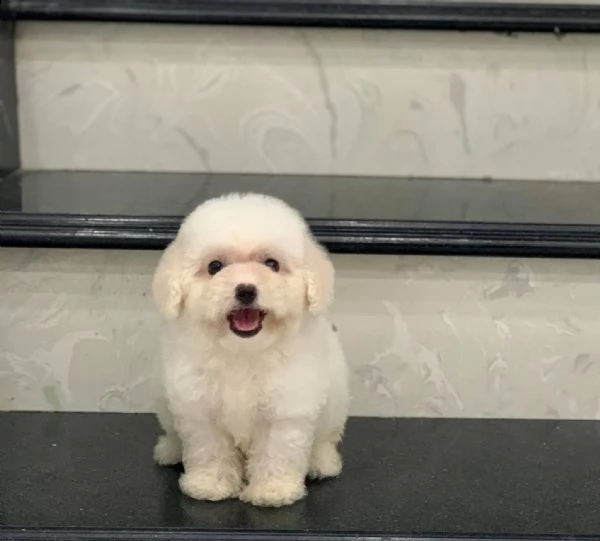 cuccioli di barboncini toy