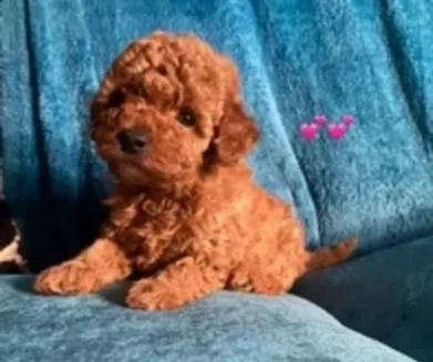 cuccioli di barboncini nano rosso