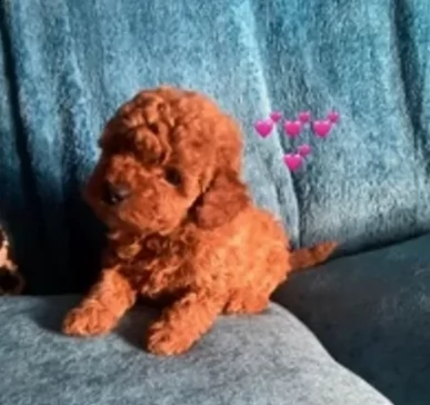 cuccioli di barboncini nano rosso | Foto 0