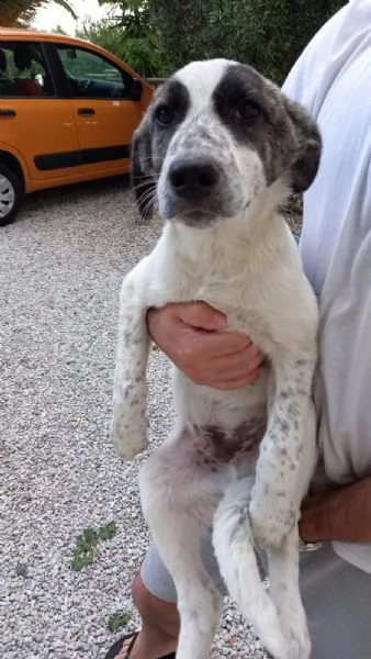 cucciolo di 4 mesi taglia media loki