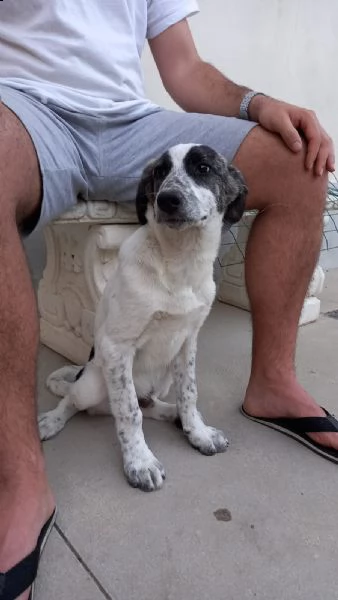 cucciolo di 4 mesi taglia media loki | Foto 1