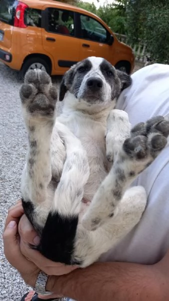 cucciolo di 4 mesi taglia media loki | Foto 0