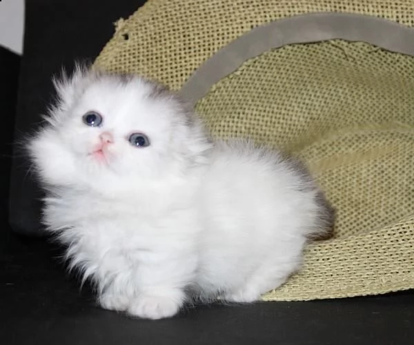 munchkin dolcissimi gattini