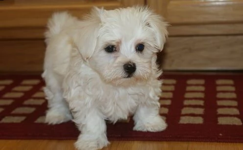 cuccioli di razza maltese tre mesi