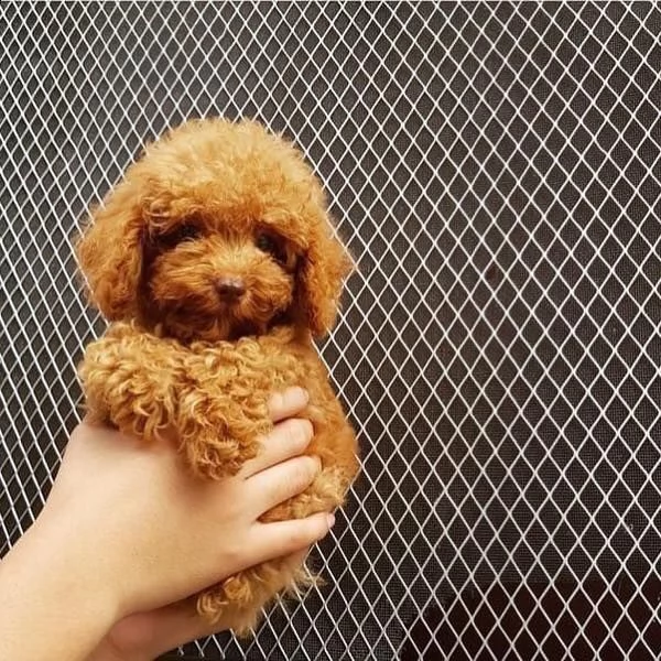cuccioli di barboncino toy di razza