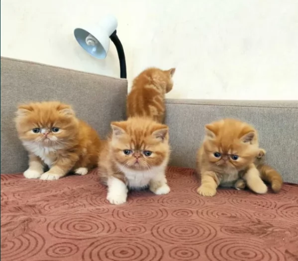 bellissimi gattini adorabili gattini persiani 