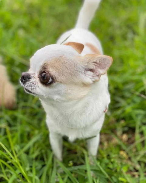 meraviglioso regalo di chihuahua  cuccioli di chihuahua di ottima genealogia gi vaccinati svermin