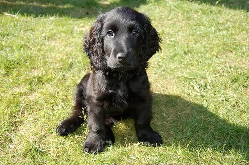 adorabili cuccioli di cocker spaniel femminucce e maschietti disponibili per ladozione gratuita i c