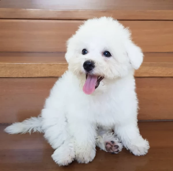 cucciolo maltese coccoloso