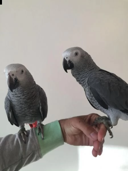 pappagalli allevati a mano | Foto 0