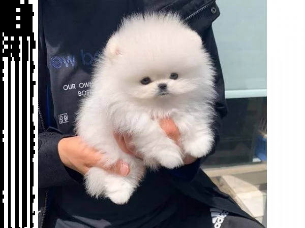 spitz pomerania nano