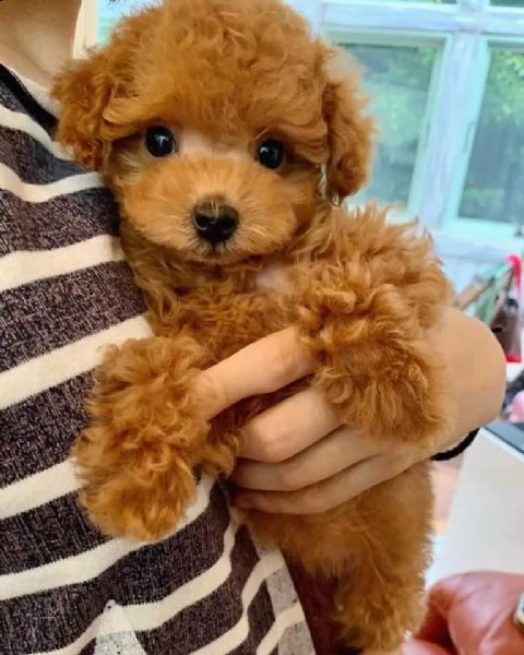 cuccioli di barboncino taglia toy