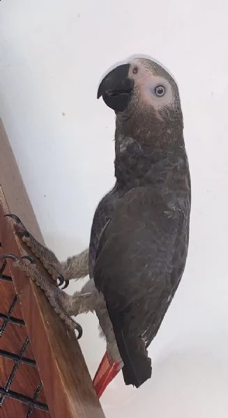Kuscheltiere.biz Peluche Pappagallo Grigio Ara Itchi, Realistico E Morbido, Con Ali Mobili E Targhetta Metallo, Lavabile A 30°C, Regalo Per Bambini E Collezionisti