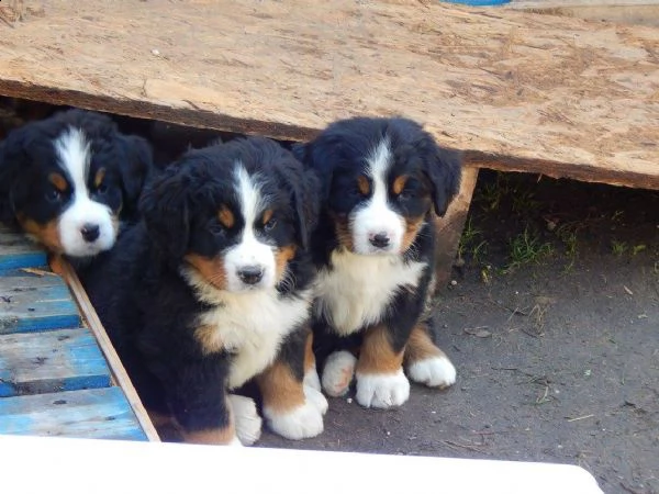 cuccioli di bovaro del bernese | Foto 1