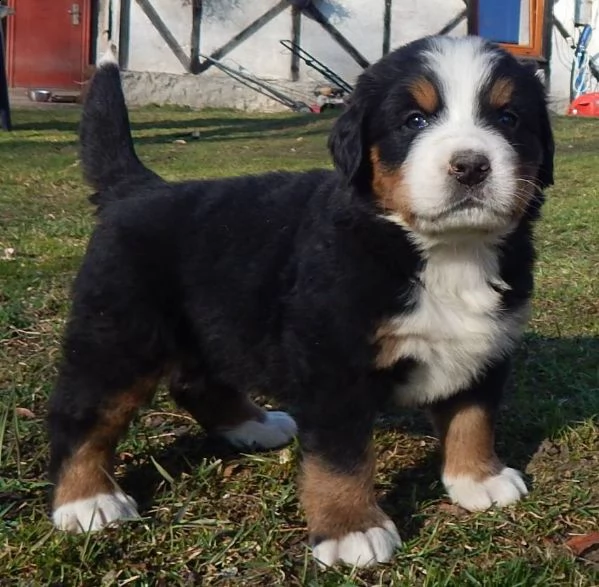 cuccioli di bovaro del bernese | Foto 0