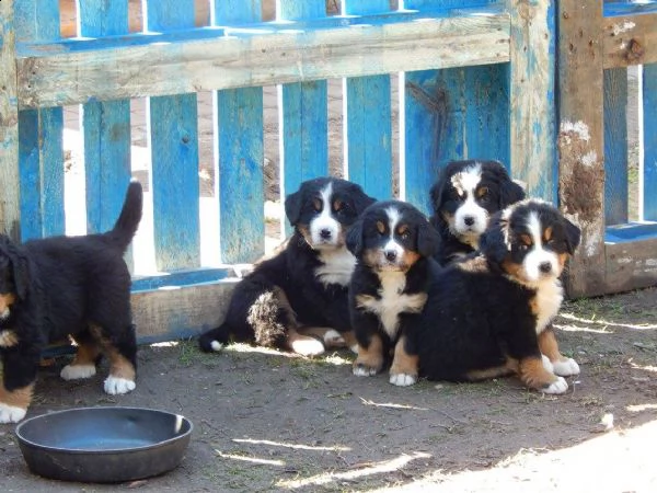 cuccioli di bovaro del bernese