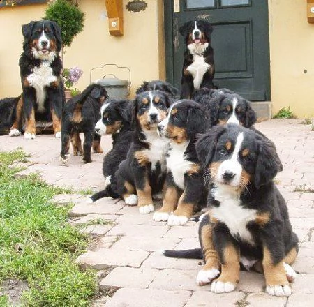 cuccioli di bovaro del bernese