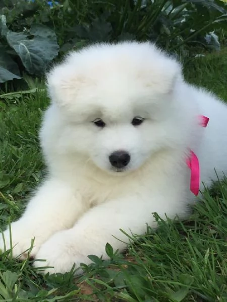 adorabili cuccioli di samoiedo per ladozione