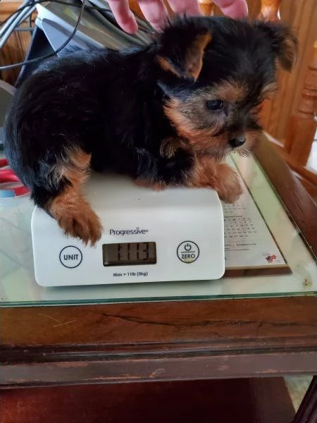 simpatico cucciolo di yorkshire | Foto 1