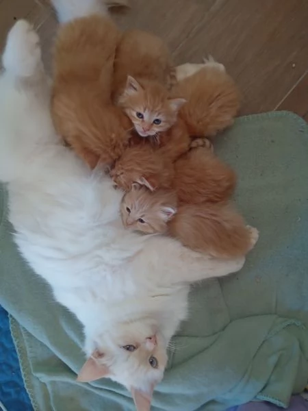 Cuccioli di gatto siberiano ipoallergenico 